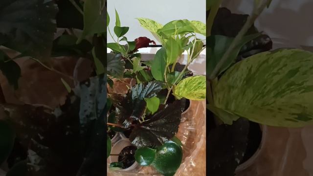 #мотивациянацветочки Сажаю цветочки🌿🌸 Пеперомии, бегонии. традесканции.