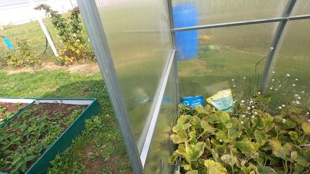 Сентябрь на даче. Красота Гладиолусов. смотреть онлайн