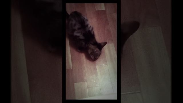 Кот охотник?первый раз в жизни ест сырое мясо#безкотаижизньнета