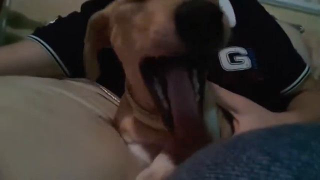 Милое создание зевает смотреть онлайн