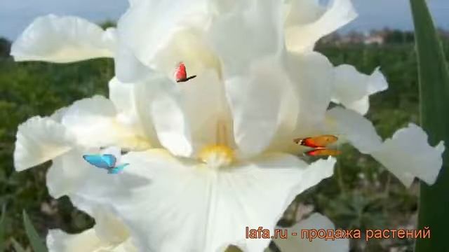 Ирис бородатый Авенель (iris) ? бородатый ирис Авенель обзор: как сажать, рассада ириса Авенель