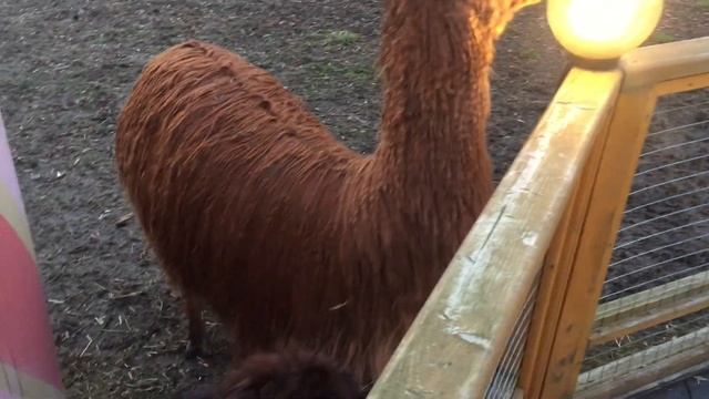 Альпаки из Южной Америки Перу | Домашние альпаки | Кормим альпак