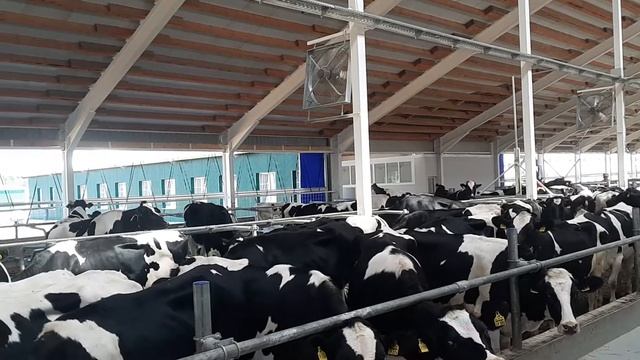 Вентиляторы для коров смотреть онлайн