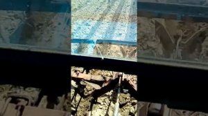 Испытание т 40 с окучником