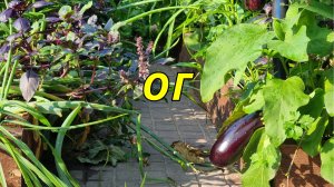 самый лучший огород на 1 сотке -  плюсы и минусы выделенного огорода