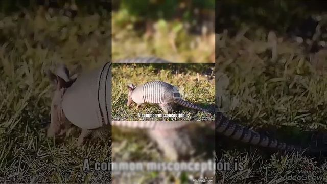 Nine-banded armadillo