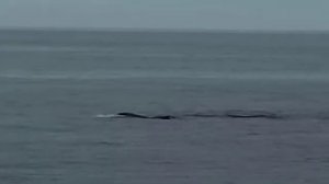 Косатки Orcinus orca семья на охоте
