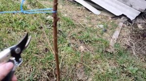 Персик обрезка на второй год , формировка колонна.