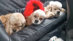 Занзибар ♥️ Бэлла ♥️ и Лиза ♥️ едут в путешествие 🤗