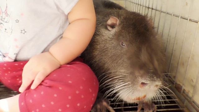 Ребёнок в клетке у нутрии смотреть онлайн