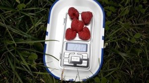 Таруса  -  малина, описание сорта