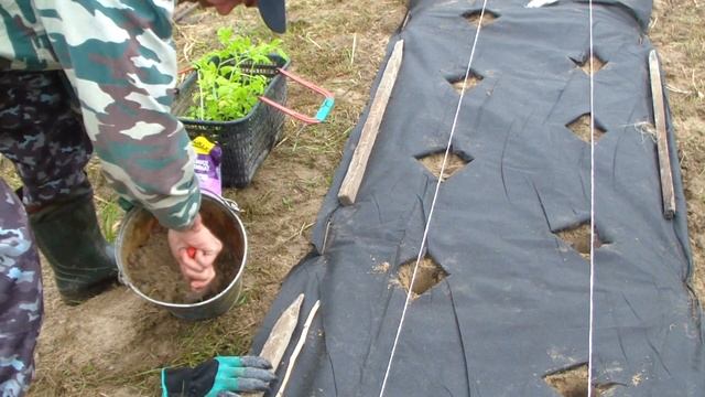 Посадка рассады томатов с применением мульчирующего материала. Лутрасил. смотреть онлайн