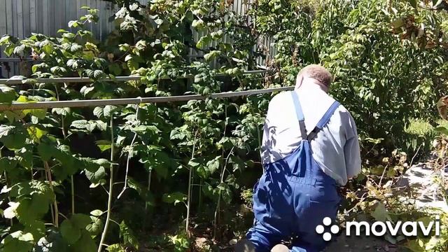 Осенняя обрезка малины смотреть онлайн