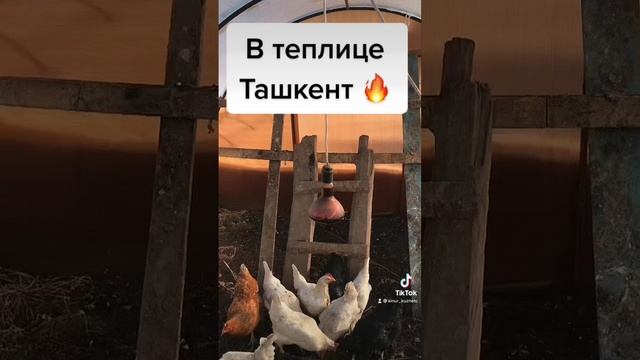 зимой в теплице куры смотреть онлайн