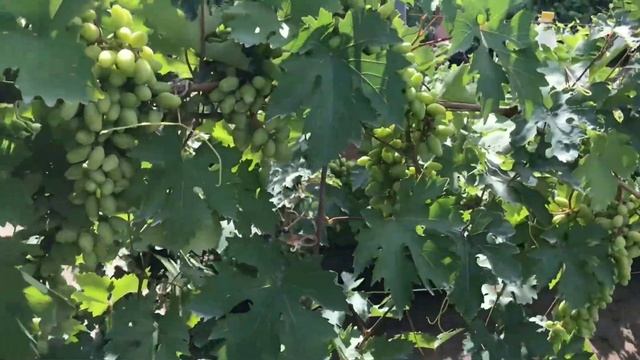 Виноград Байконур в конце июля. Ждём урожай - идем на рекорд! смотреть онлайн