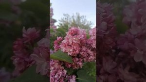 Сирень сорт "Память о Вехове", цветения 23 года
