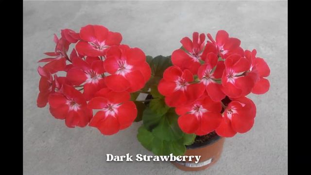 Пеларгонії. Промислові сорти. PAC Flower Fairy Velvet. PAC Victor. PAC Salmon Komtess та інші смотреть онлайн