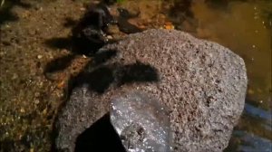 Как добывают золото вольные старатели. How gold miners mine