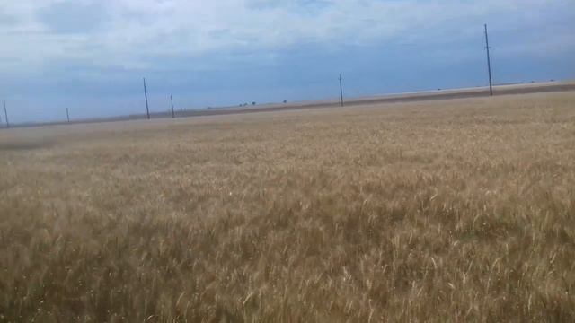 Капельный полив Арбуза 2. Drip irrigation Watermelon 2