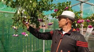 Фуксии от грядки в шляпе и петуниянск