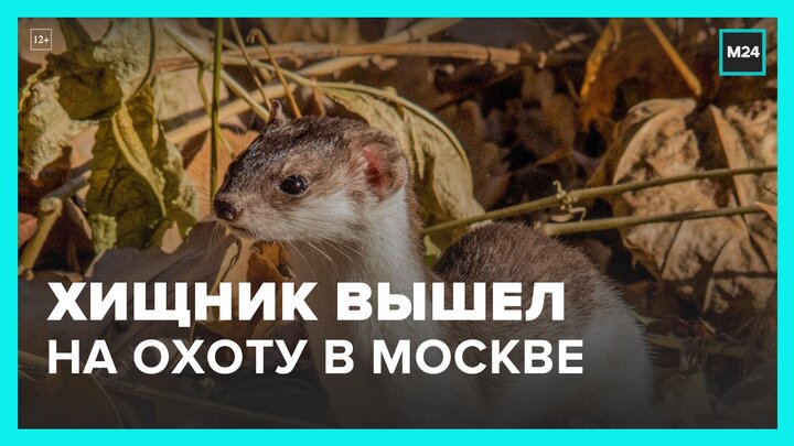 В Терлецком парке на видео попала ласка - Москва 24