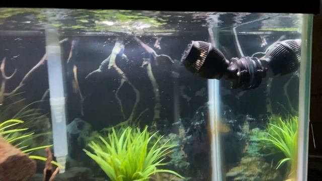 Crystal Clear Aquarium Water | Tips for Fixing a Cloudy Tank смотреть онлайн