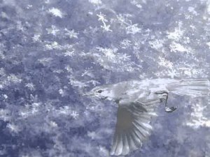 Снежный соловей