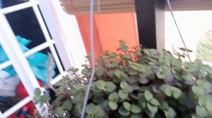 My Hanging Plants / Istorya ni Kulas