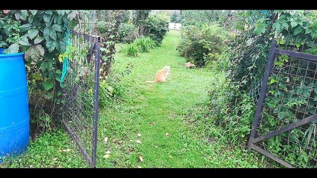 Дача.
Фиолетовый картофель. Малина ремонтантная. Метельчатая гортензия и т. д. смотреть онлайн