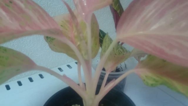 Обзор моих новинок: Аглонемы Суматра,Бидадари,Калатея Фьюжн вайт. смотреть онлайн