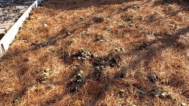 Дачные советы, лайфхаки и подсказки.  # 1