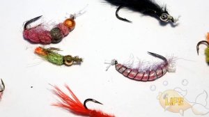 На что клюёт плотва зимой?