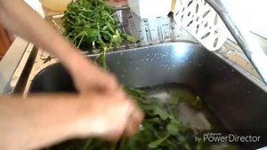 Цикорий. Полезный и очень вкусный салат из молодых листьев!!! Cicoria