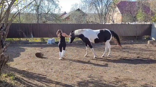 Лошади