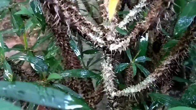 ALL ABOUT EUFORBIA - TANAMAN HIAS BERDURI YANG CANTIK смотреть онлайн