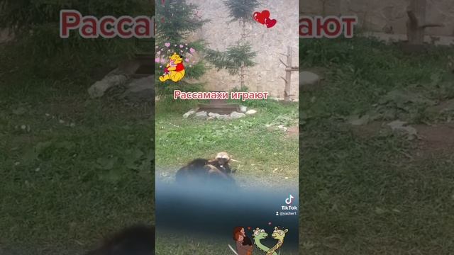 рассамахи