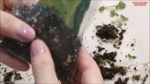 ЛИСТ ГЛОКСИНИИ укоренился ? ЧТО ДЕЛАТЬ ДАЛЬШЕ ⁉️