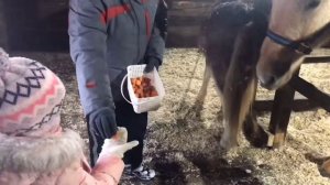 Убойные выходные, катание на оленях, лошадях по бездорожью, пируем в чуме.