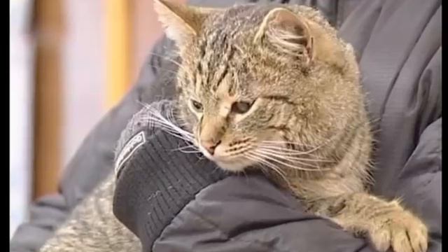 Опознание в условиях исключающих визуальное наблюдение