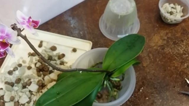 плановая пересадка ОРХИДЕИ с длинными воздушными корнями.24.03.2020 смотреть онлайн