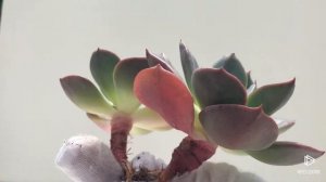 Echeveria Blue Metal