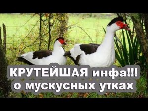 Невероятные окрасы у мускусных уток ЁЩЕ БОЛЬШЕ!! Генетика окрасов. Часть 1 ЛЮБИТЕЛЯМ МУСКУСНЫХ УТОК