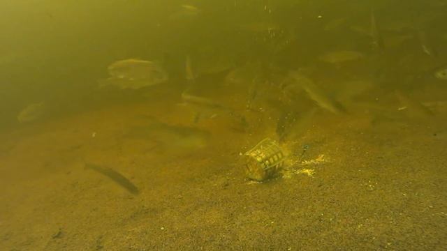 Подводное видео.Кормушка FEEDER SPORT.Река Восточная Березина.наживка опарышы,прикормка дунаев лещ. смотреть онлайн