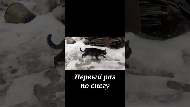 кошки, такие кошки #shorts