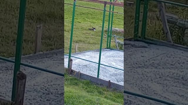 Отдыхали на Саватьевских прудах в Твери. смотреть онлайн