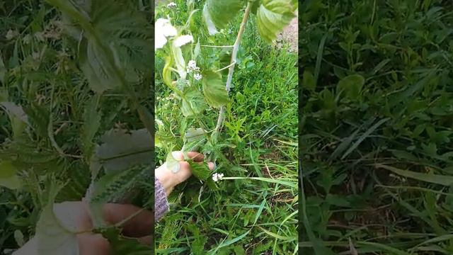 Вся правда о Чёрной Малине 😋 смотреть онлайн