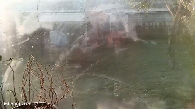 Первые сильные ночные заморозки, что происходит в моей маленькой оранжерее. смотреть онлайн