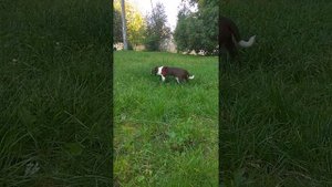 Мальчик чихуахуа, 8 месяцев.