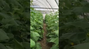 Командор .Сортотип Эстафеты.Партенокарпический.Теневынослив.Очень урожайный и вкусный.