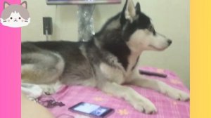 Приколы!!! ХАСКИ ЖГУТ